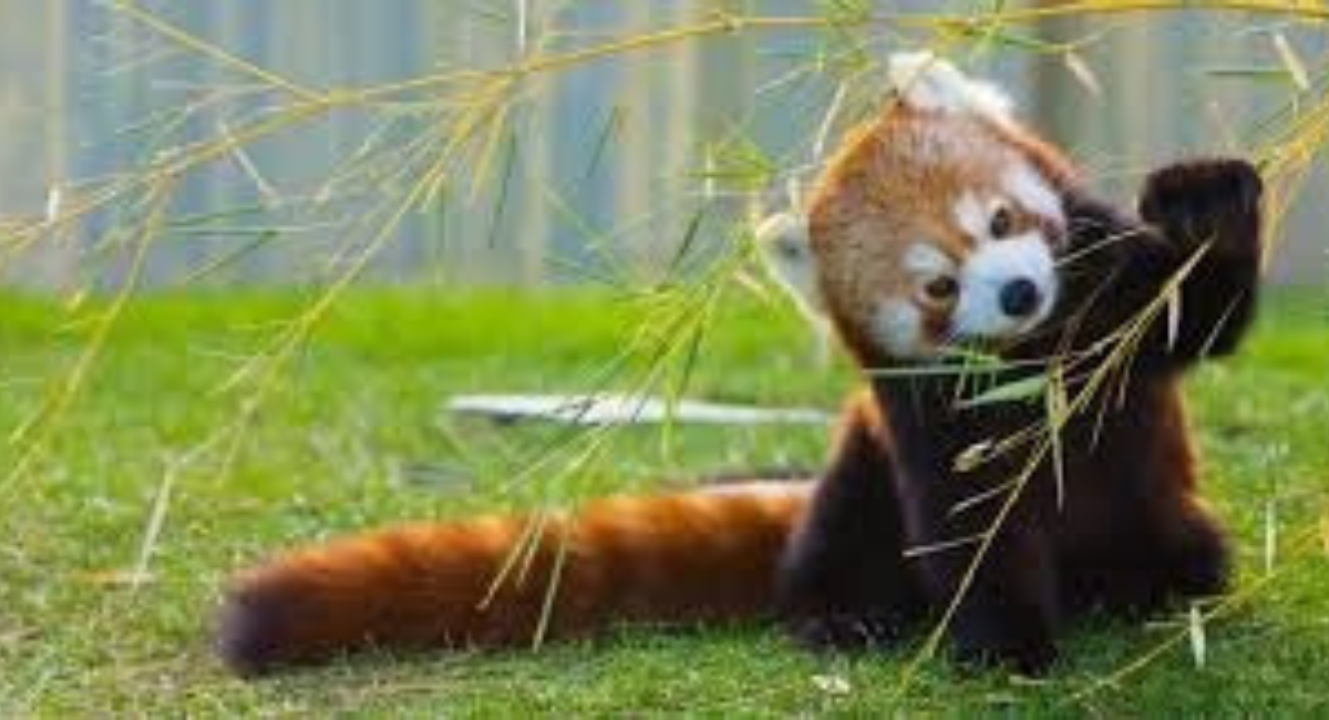 Can You Get a Pet Red Panda?