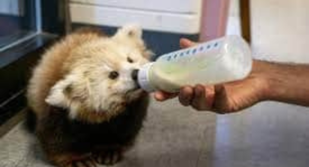 Can You Get a Pet Red Panda?