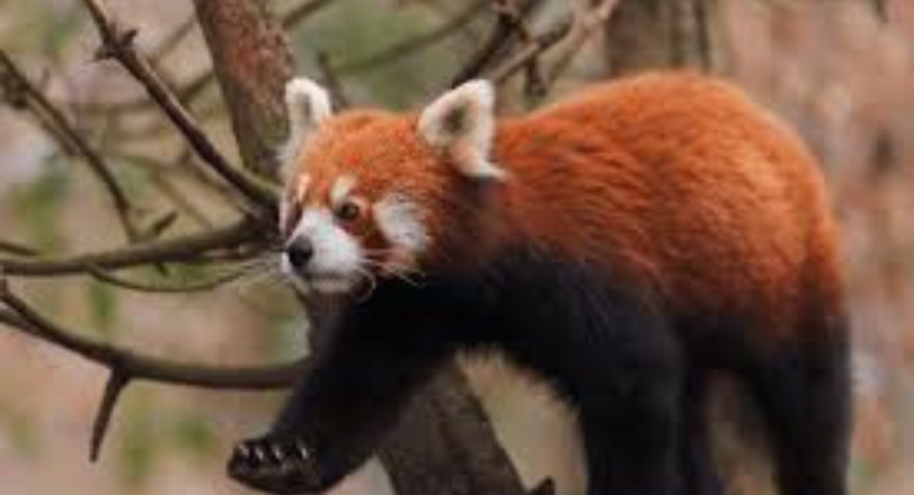 Can You Get a Pet Red Panda?
