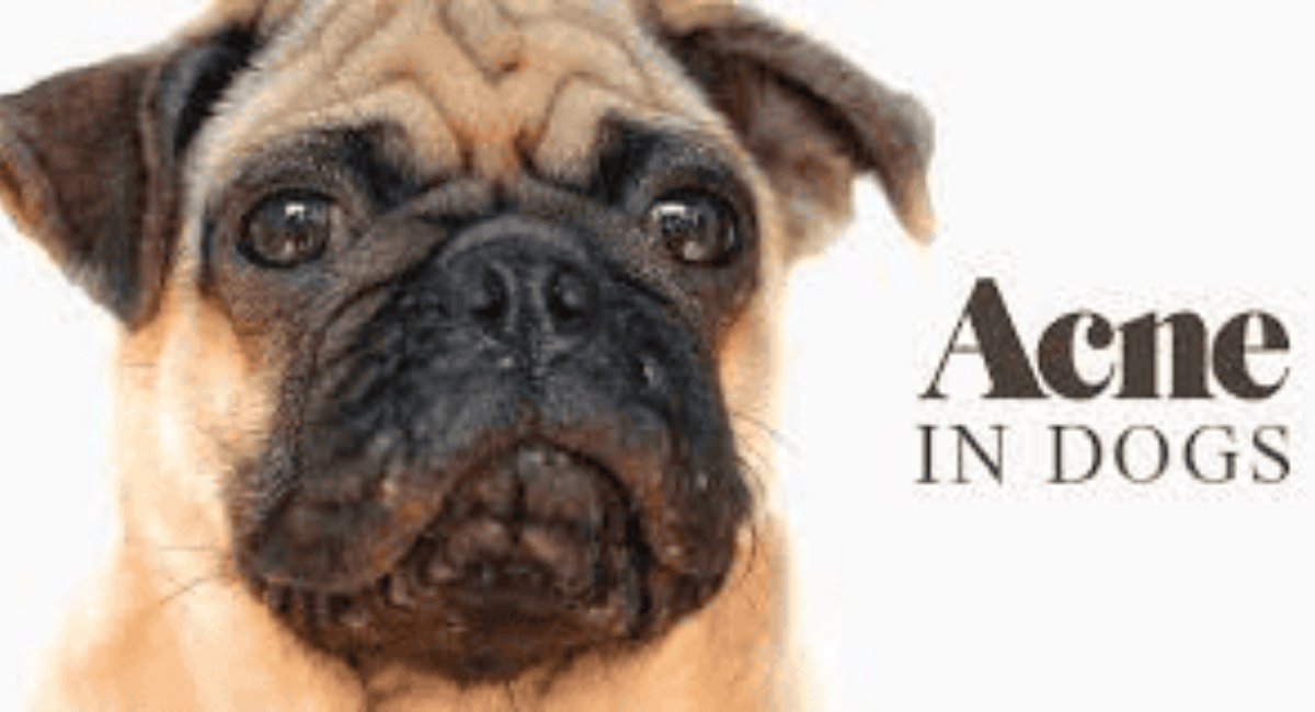 Dog Acne