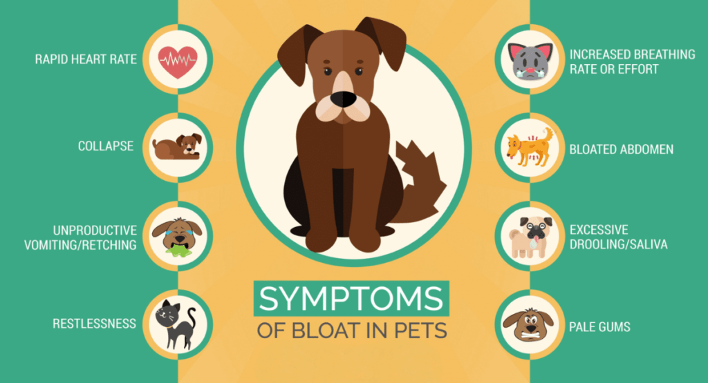What Are the First Signs of Bloat in a Dog