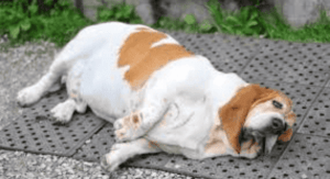What Are the First Signs of Bloat in a Dog