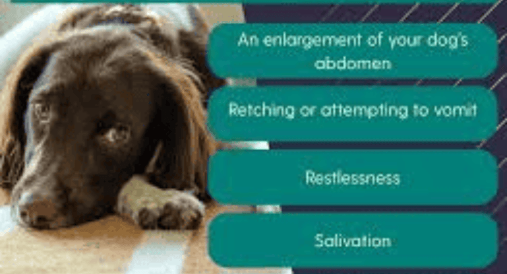 What Are the First Signs of Bloat in a Dog