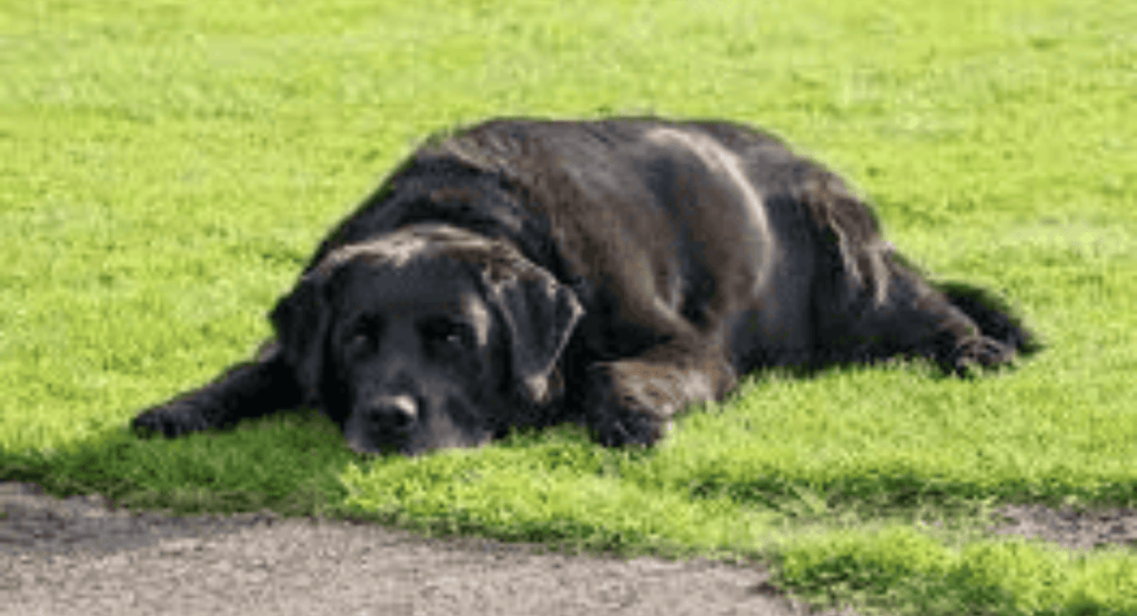 What Are the First Signs of Bloat in a Dog