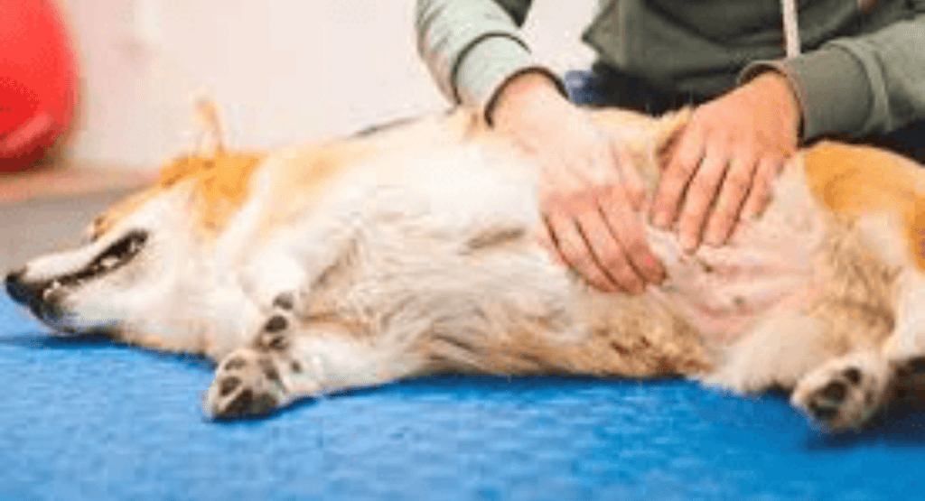 What Are the First Signs of Bloat in a Dog