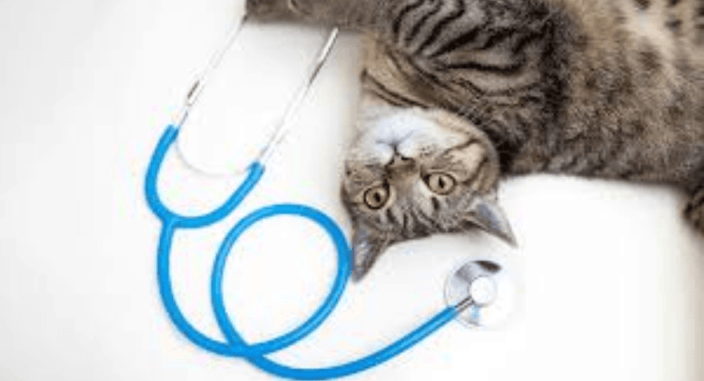 Cat Health & Development