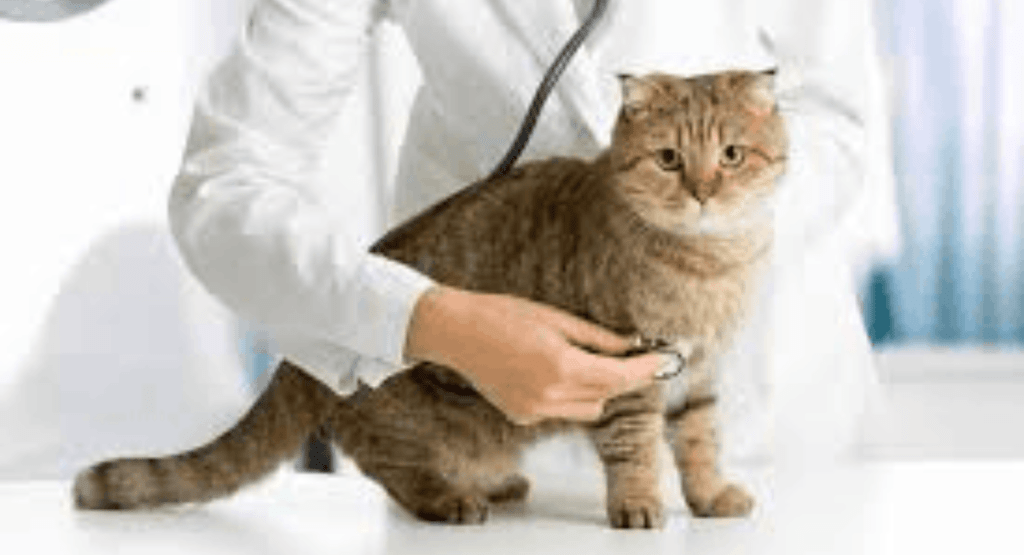 Cat Health & Development