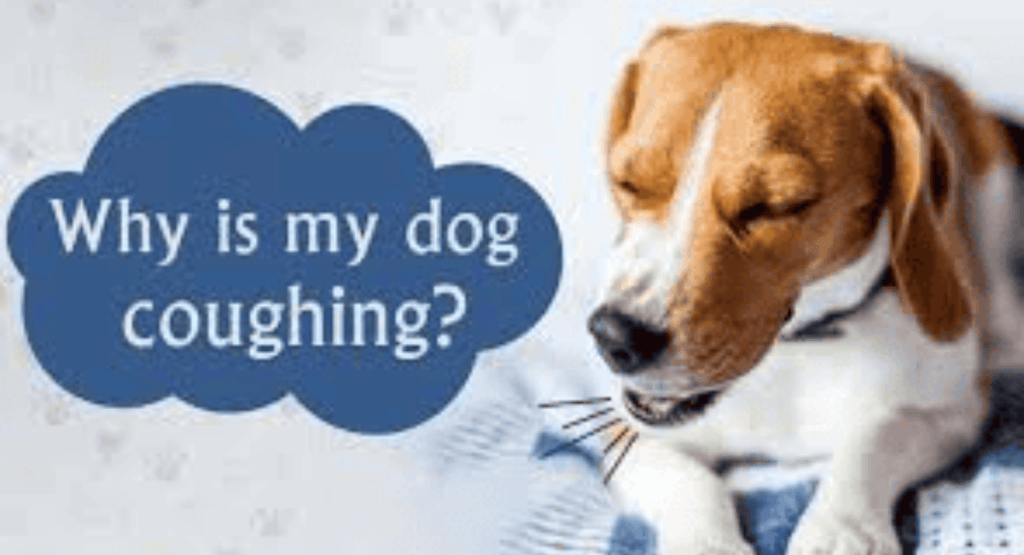 Why Is My Dog Coughing?