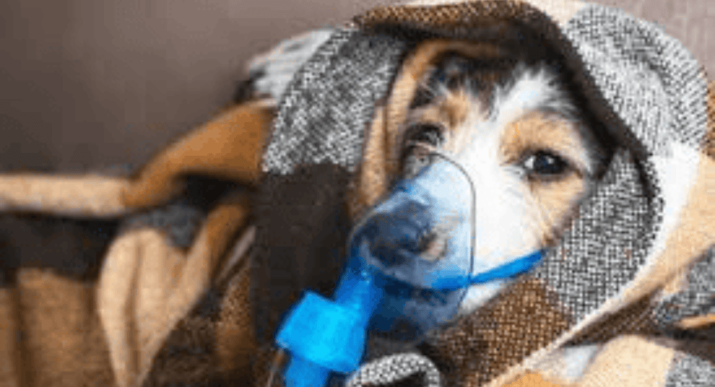 Why Is My Dog Coughing?