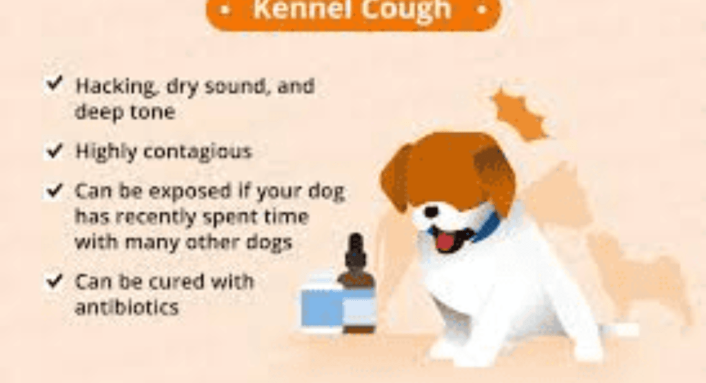 Why Is My Dog Coughing?