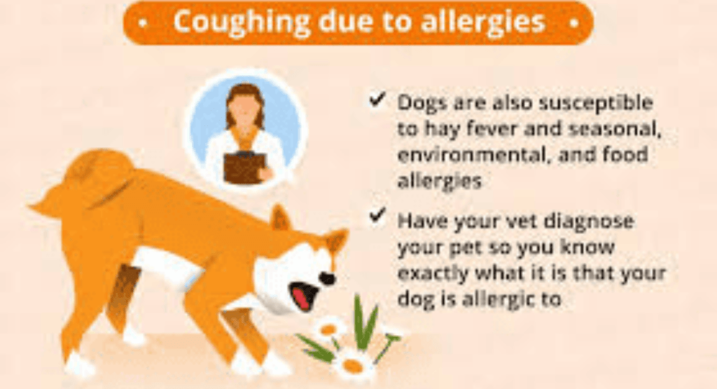 Why Is My Dog Coughing?