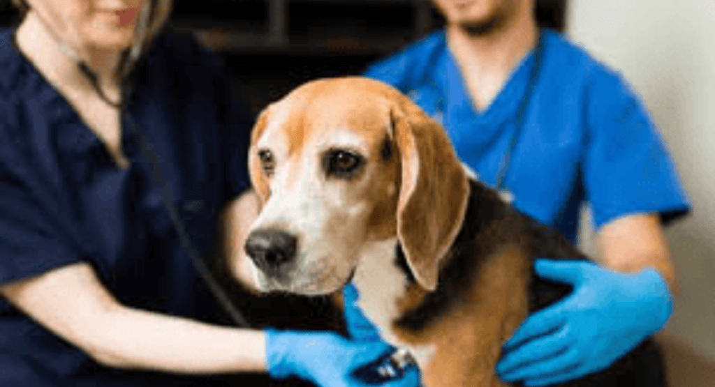 Dog Health & Medical Issues
