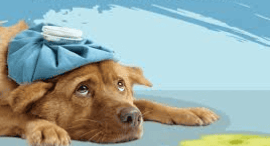 Dog Health & Medical Issues