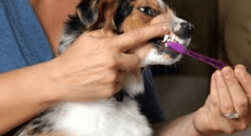 Dogs’ Breath Smells Like Fish