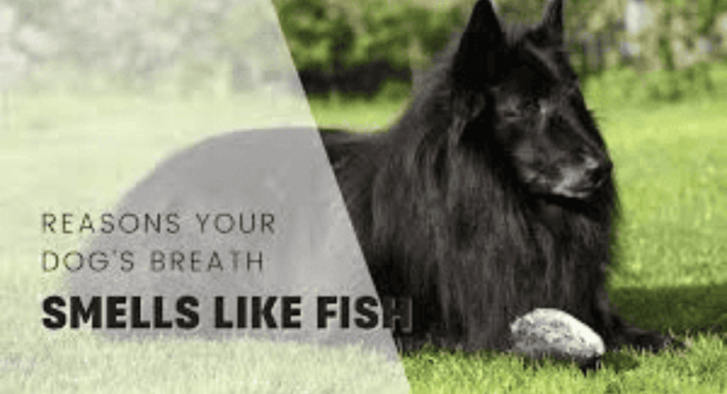Dogs’ Breath Smells Like Fish