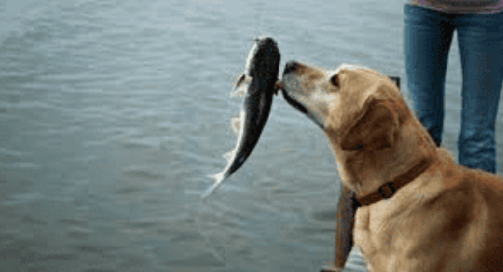 Dogs’ Breath Smells Like Fish