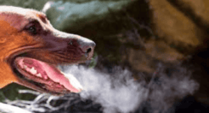 Dogs’ Breath Smells Like Fish