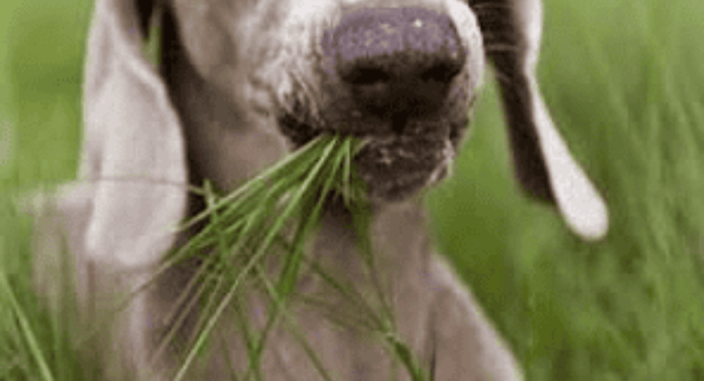Dog Eating Grass and Throwing Up