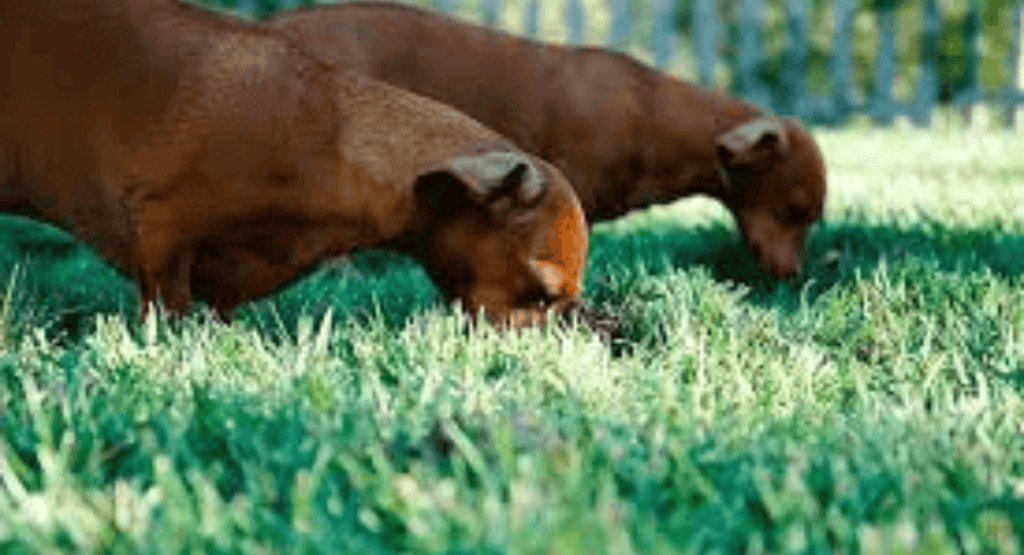 Dog Eating Grass and Throwing Up