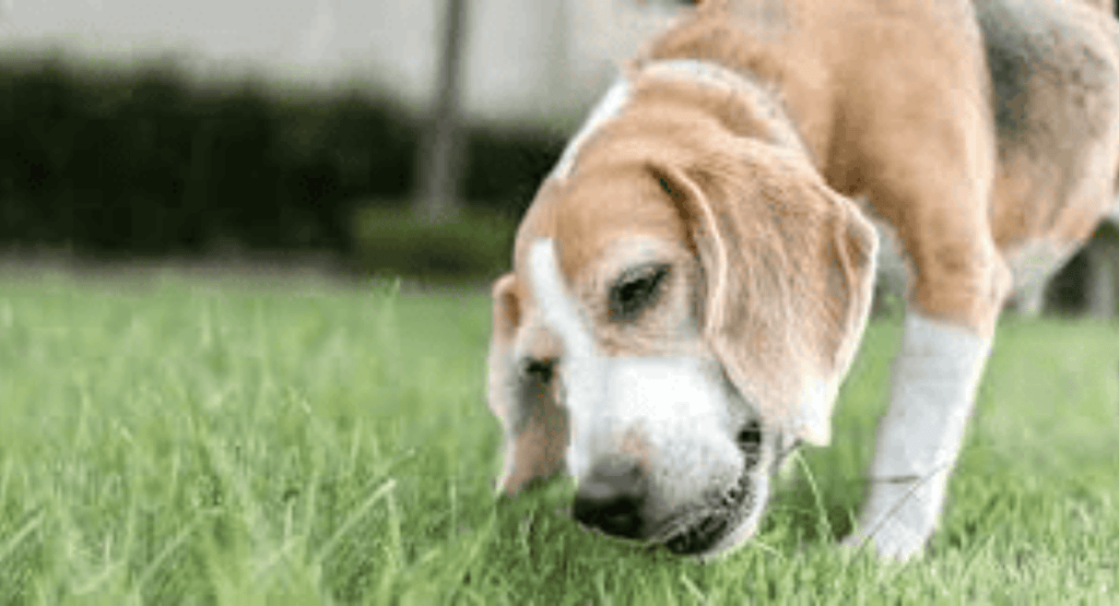 Dog Eating Grass and Throwing Up