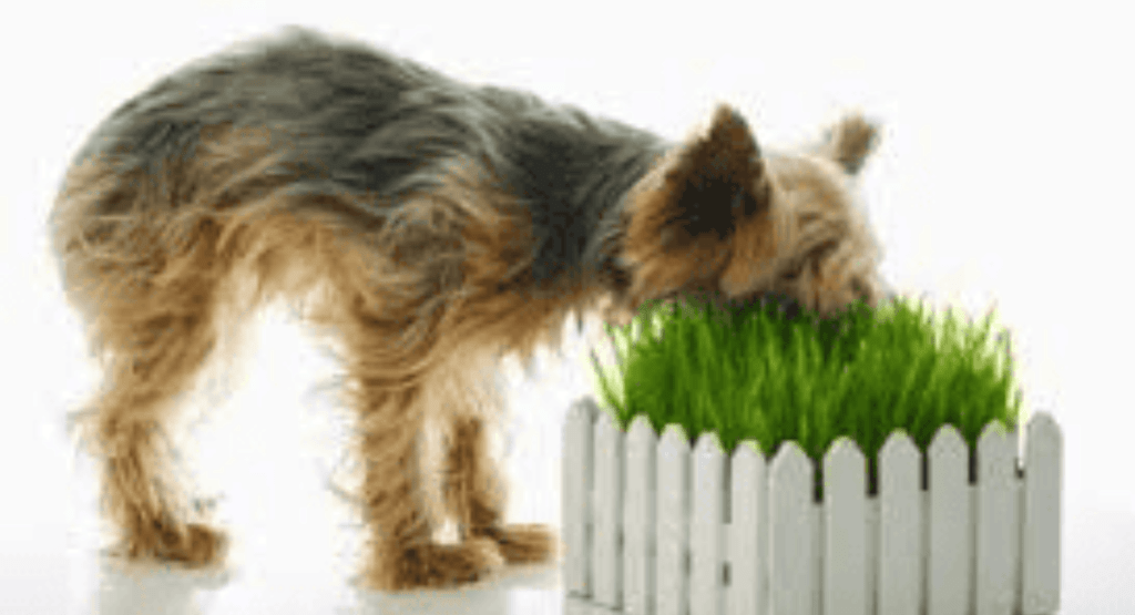 Dog Eating Grass and Throwing Up