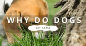 https://petshives.com/dog-eating-grass-and-throwing-up/