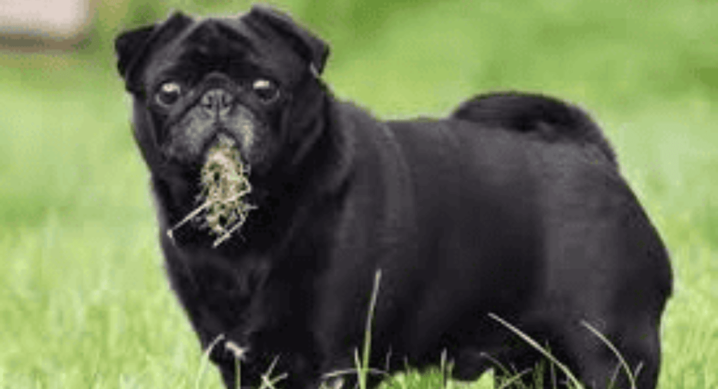 Dog Eating Grass and Throwing Up
