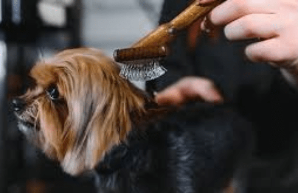 How Pet Groomers Are Going Green in 2026