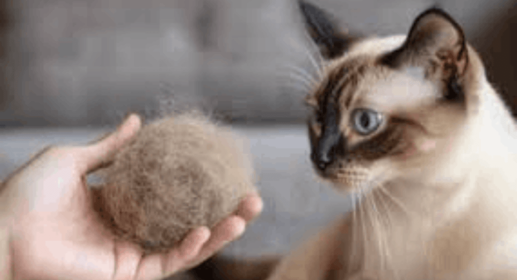What Do Cat Hairballs Look Like?