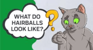 What Do Cat Hairballs Look Like?