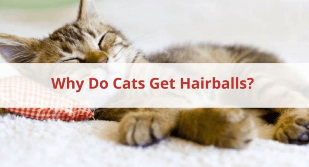 What Do Cat Hairballs Look Like?