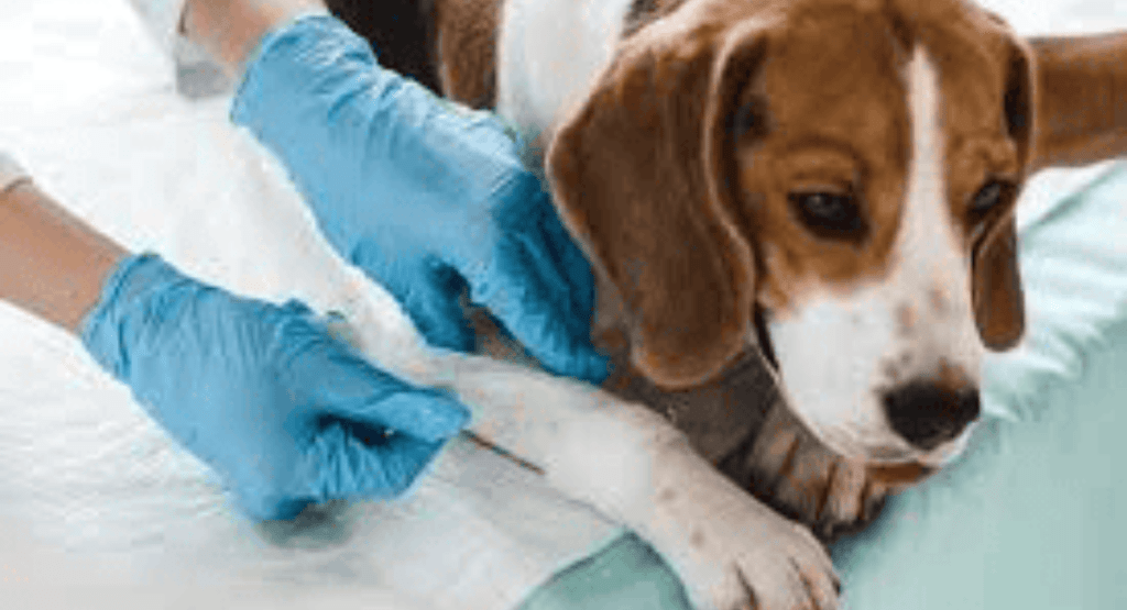 Dog Limping Front Leg