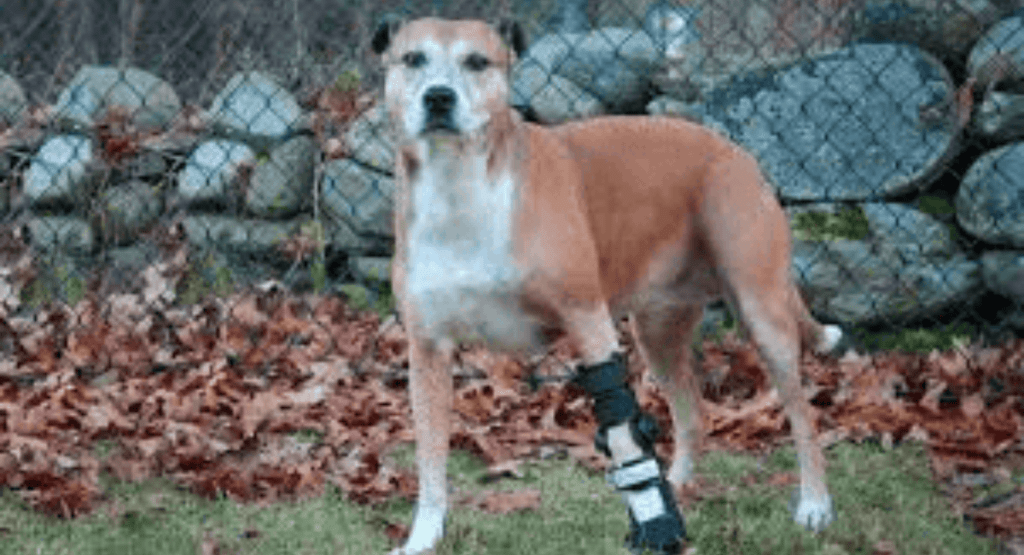Dog Limping Front Leg