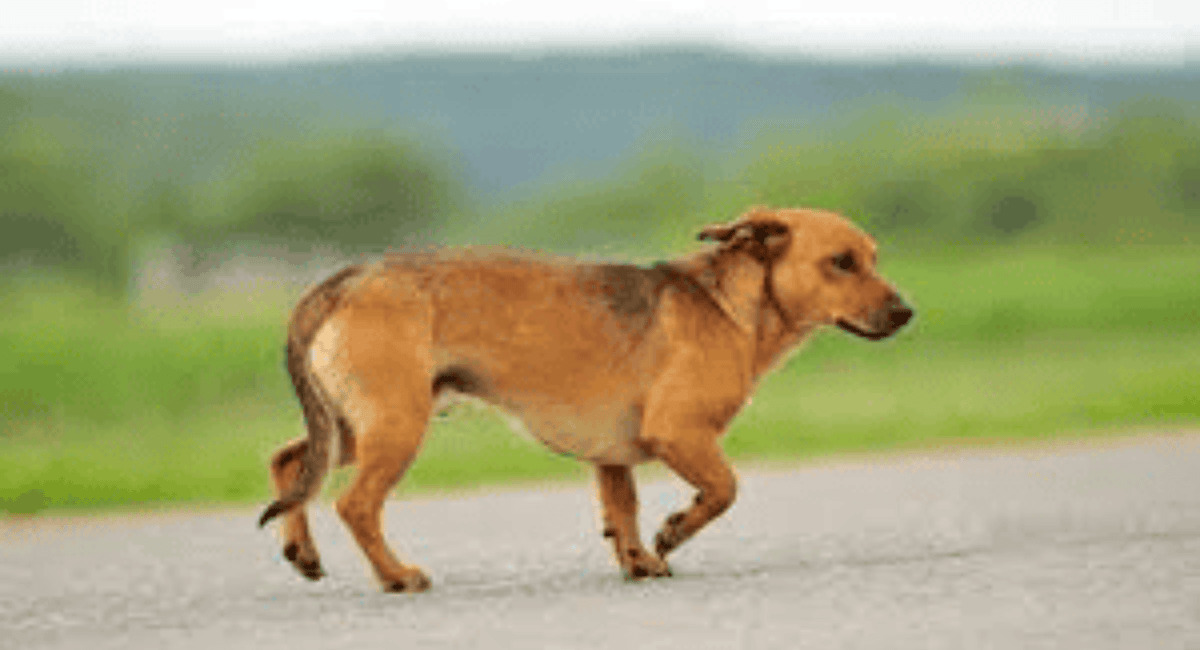 Dog Limping Front Leg