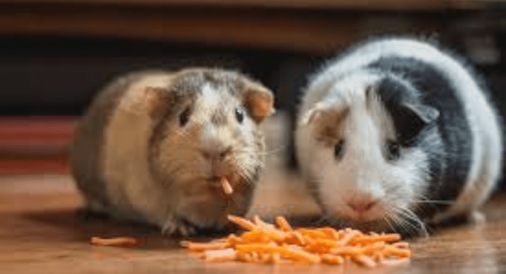 Low Maintenance Pets