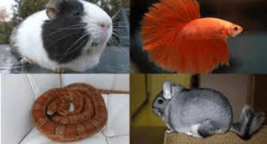 Low Maintenance Pets