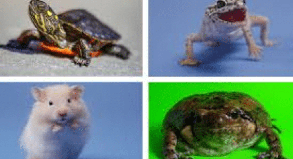 Low Maintenance Pets