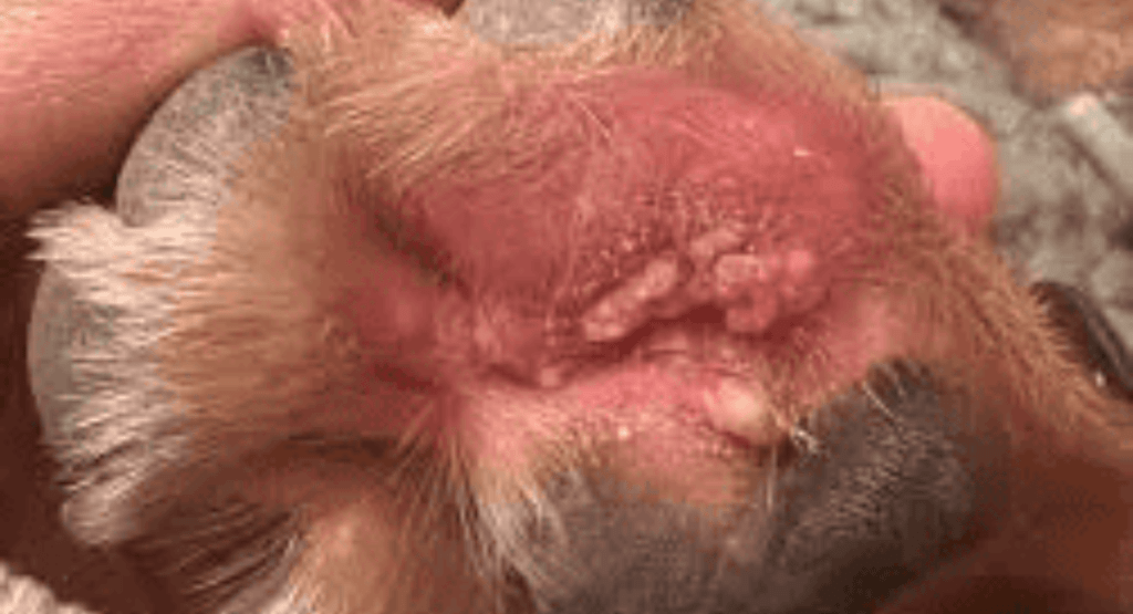 Yellow Fungus on Dog Paws