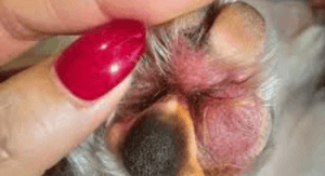 Yellow Fungus on Dog Paws