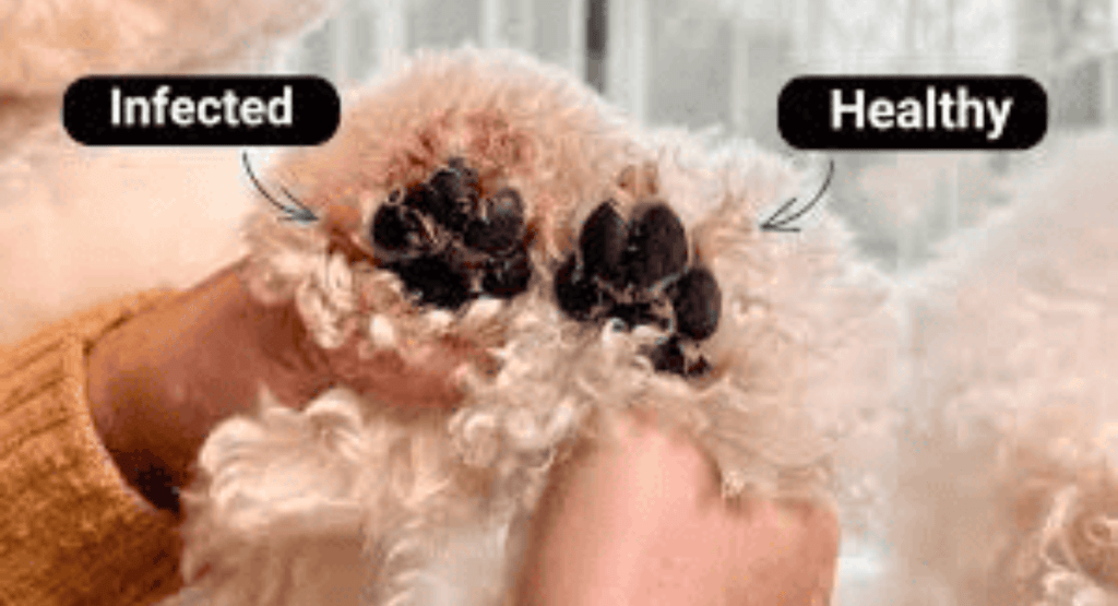 Yellow Fungus on Dog Paws