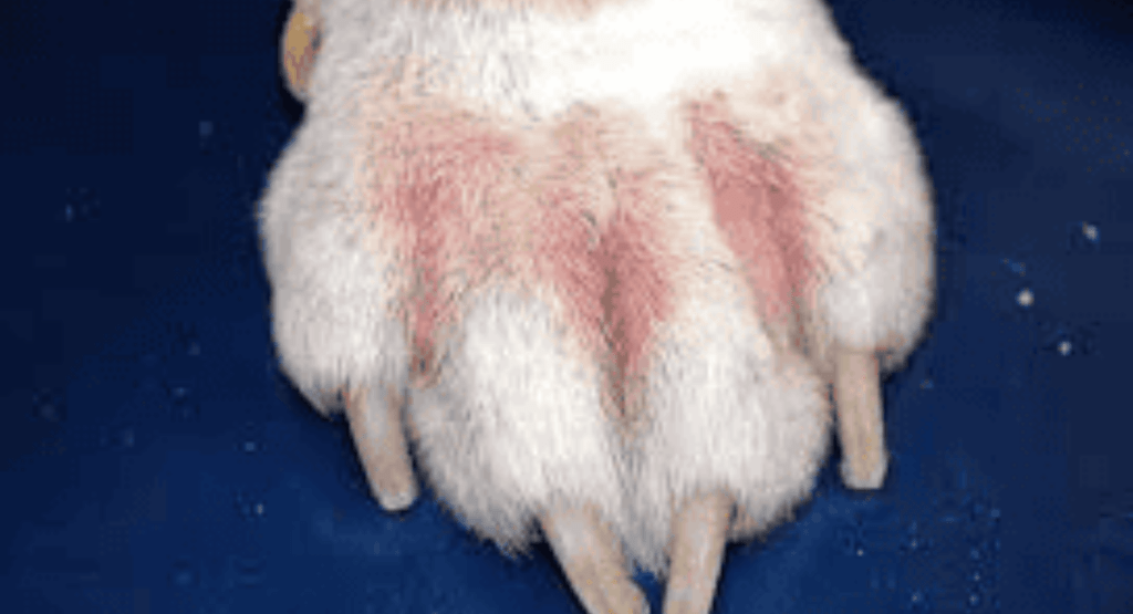 Yellow Fungus on Dog Paws