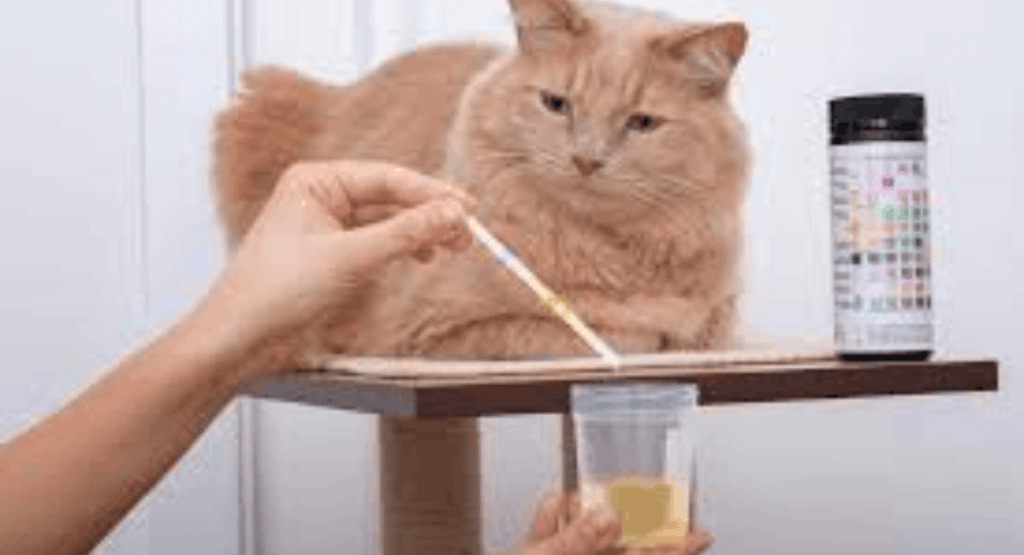 What Does Cat Pee Smell Like?