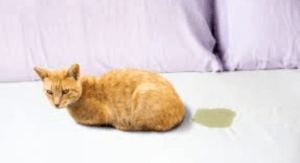 What Does Cat Pee Smell Like?
