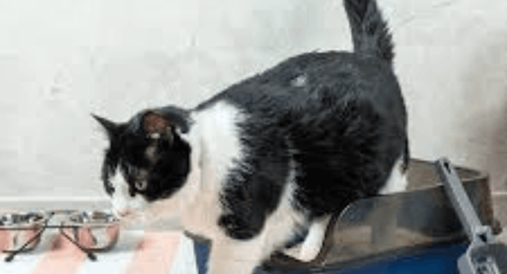 What Does Cat Pee Smell Like?