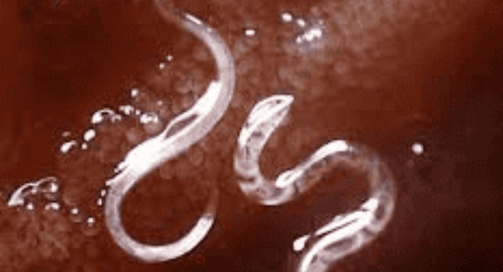 Short White Worms in Dog Poop