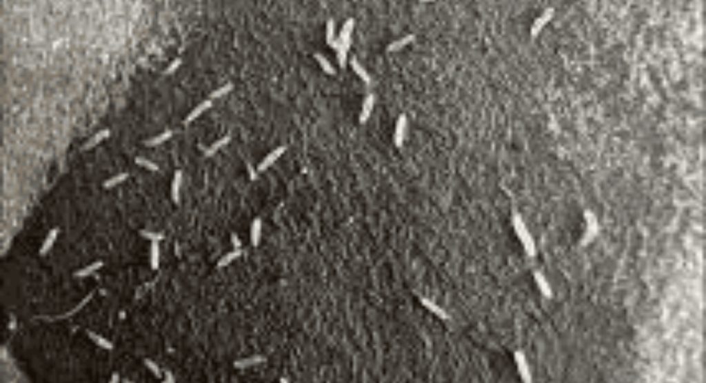 Short White Worms in Dog Poop