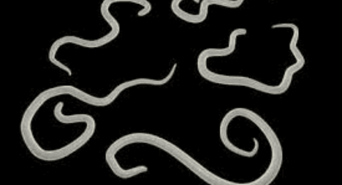 Short White Worms in Dog Poop