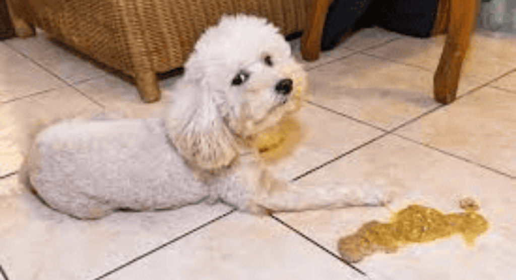 Dog Vomiting