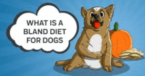 Dog Bland Diet