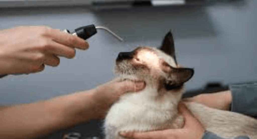 Neurological Disorders in Cats